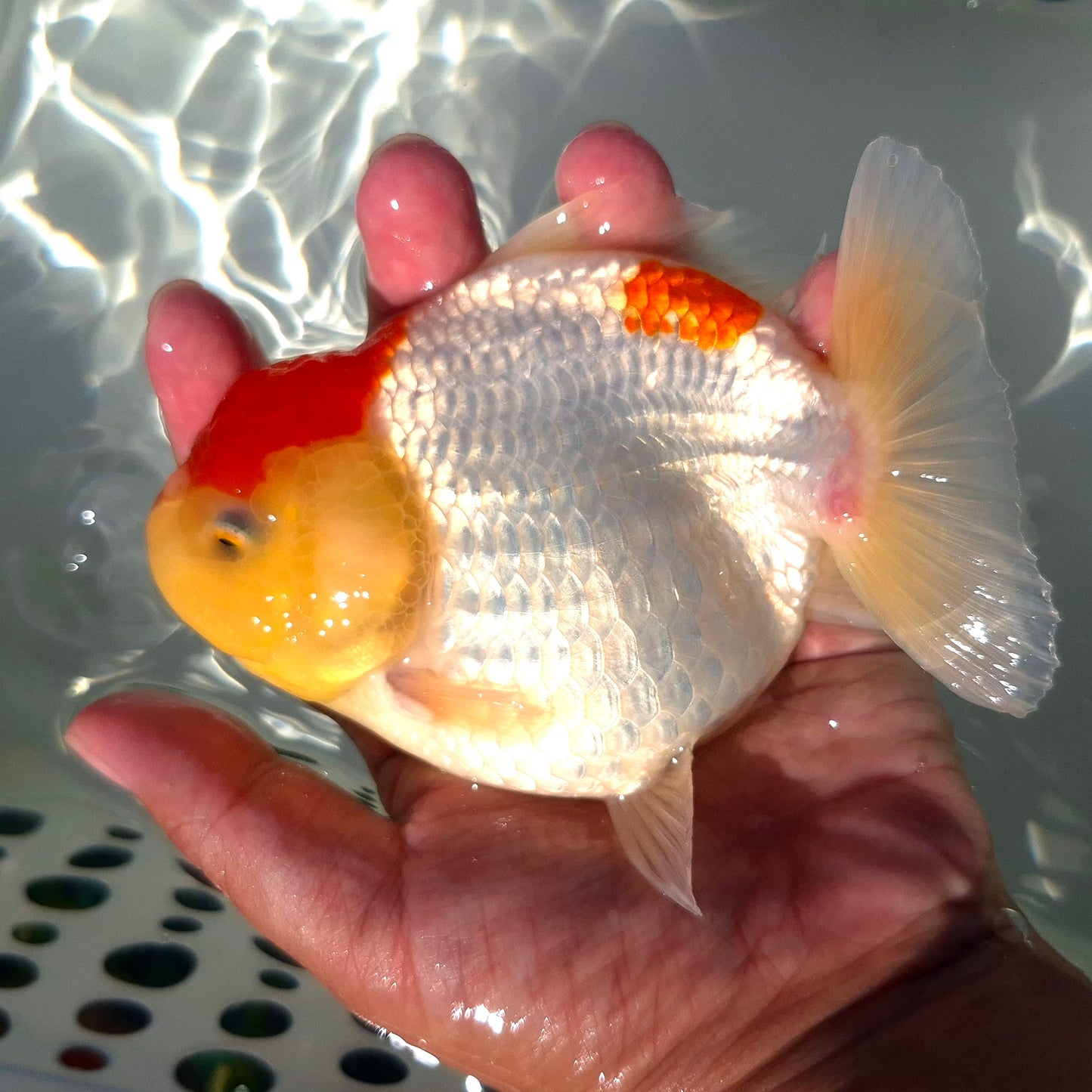 Live Fish Red Cap Godzilla Oranda