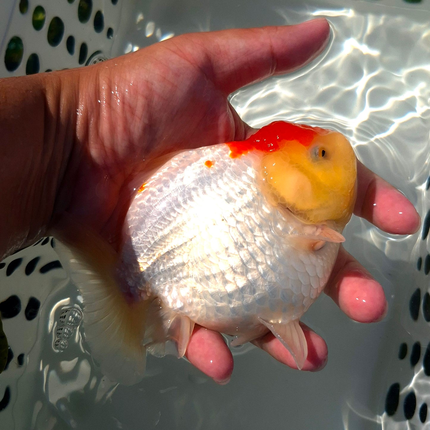 Live Fish Red Cap Godzilla Oranda