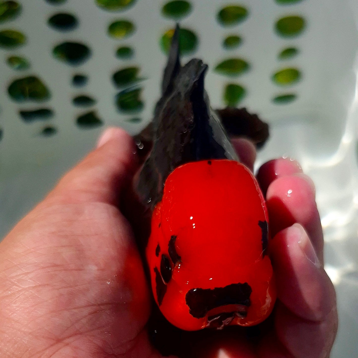 Live Fish Apache Godzilla Oranda