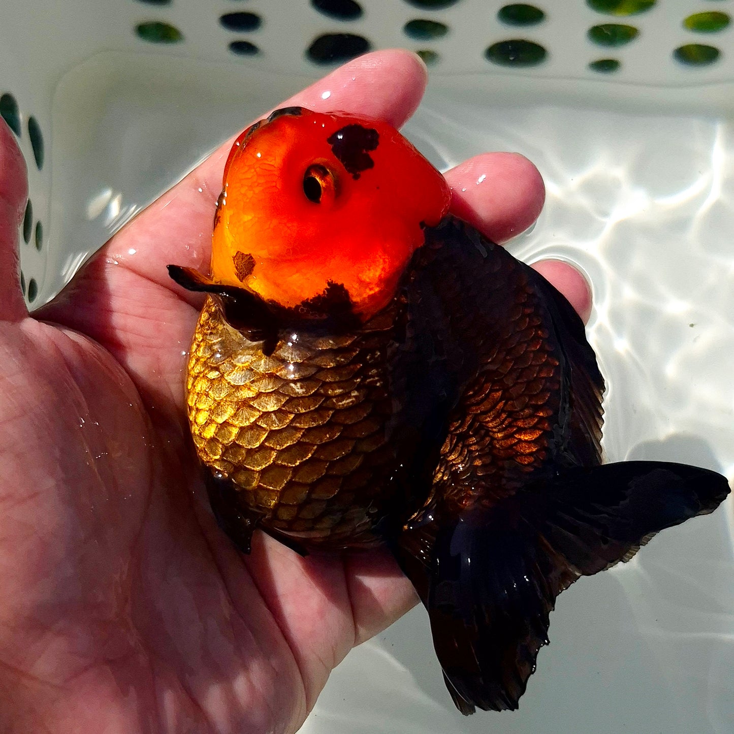Live Fish Apache Godzilla Oranda