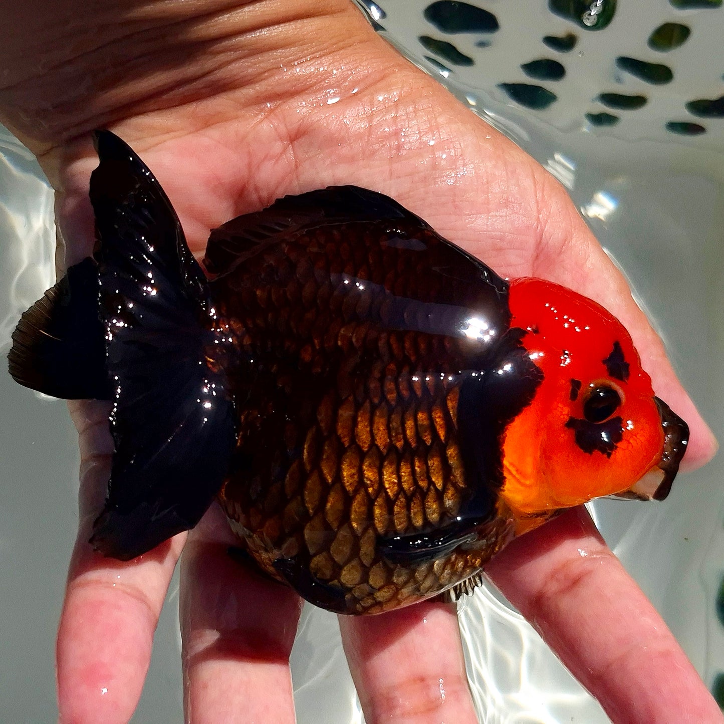 Live Fish Apache Godzilla Oranda