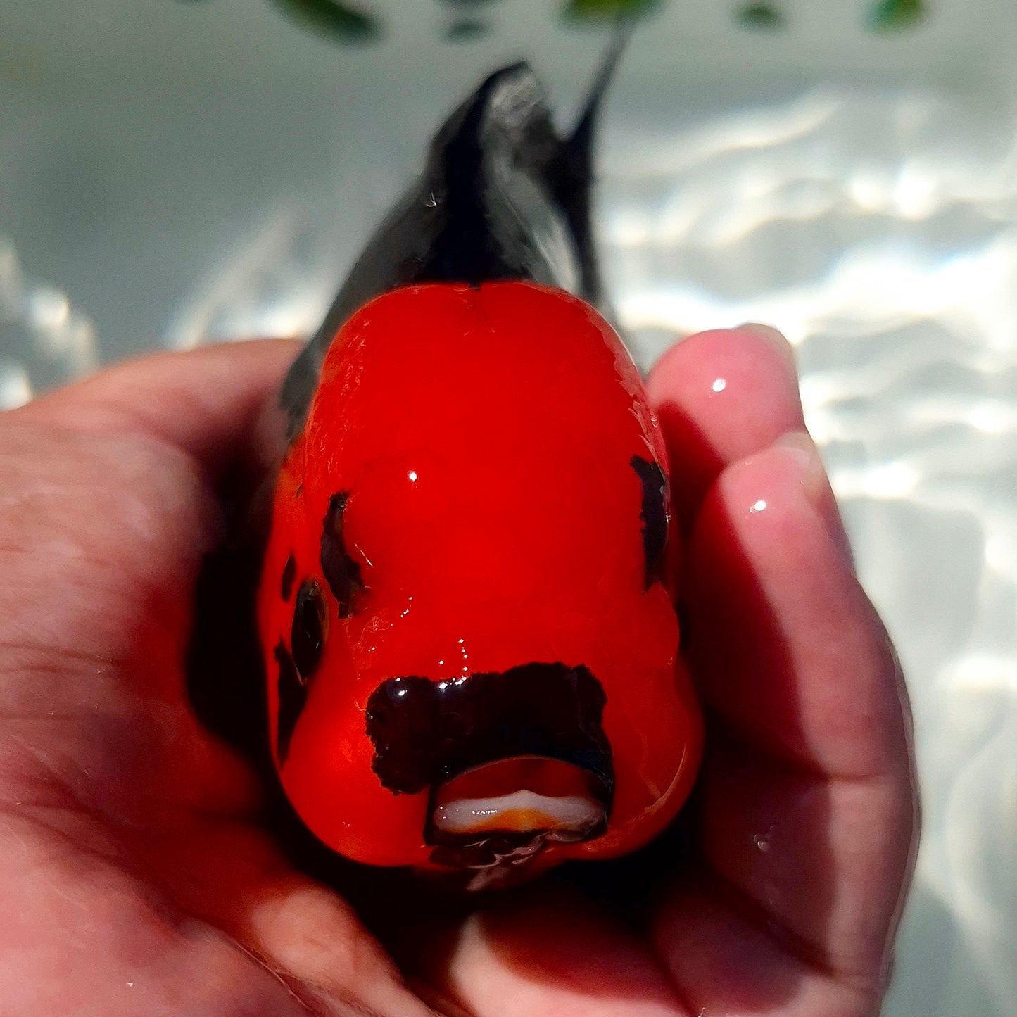 Live Fish Apache Godzilla Oranda