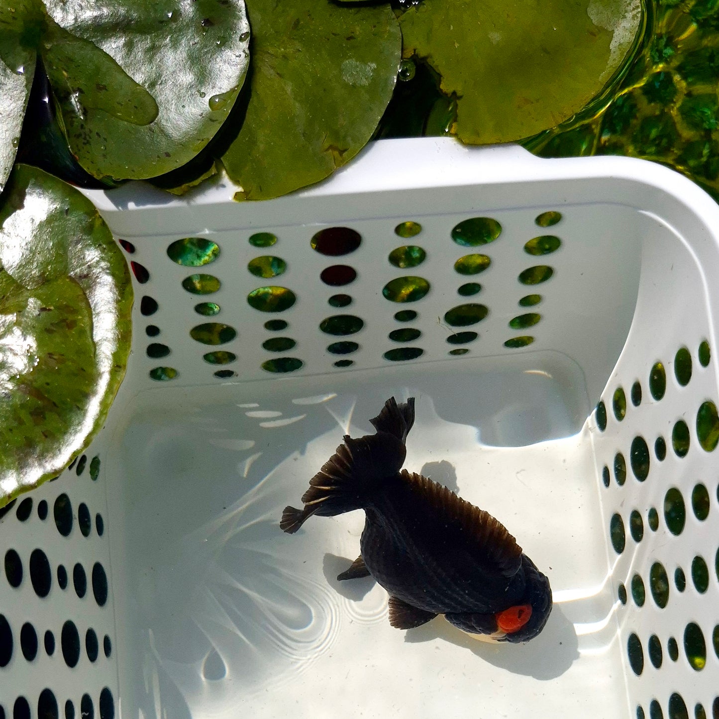Live Fish Tricolor Godzilla Oranda