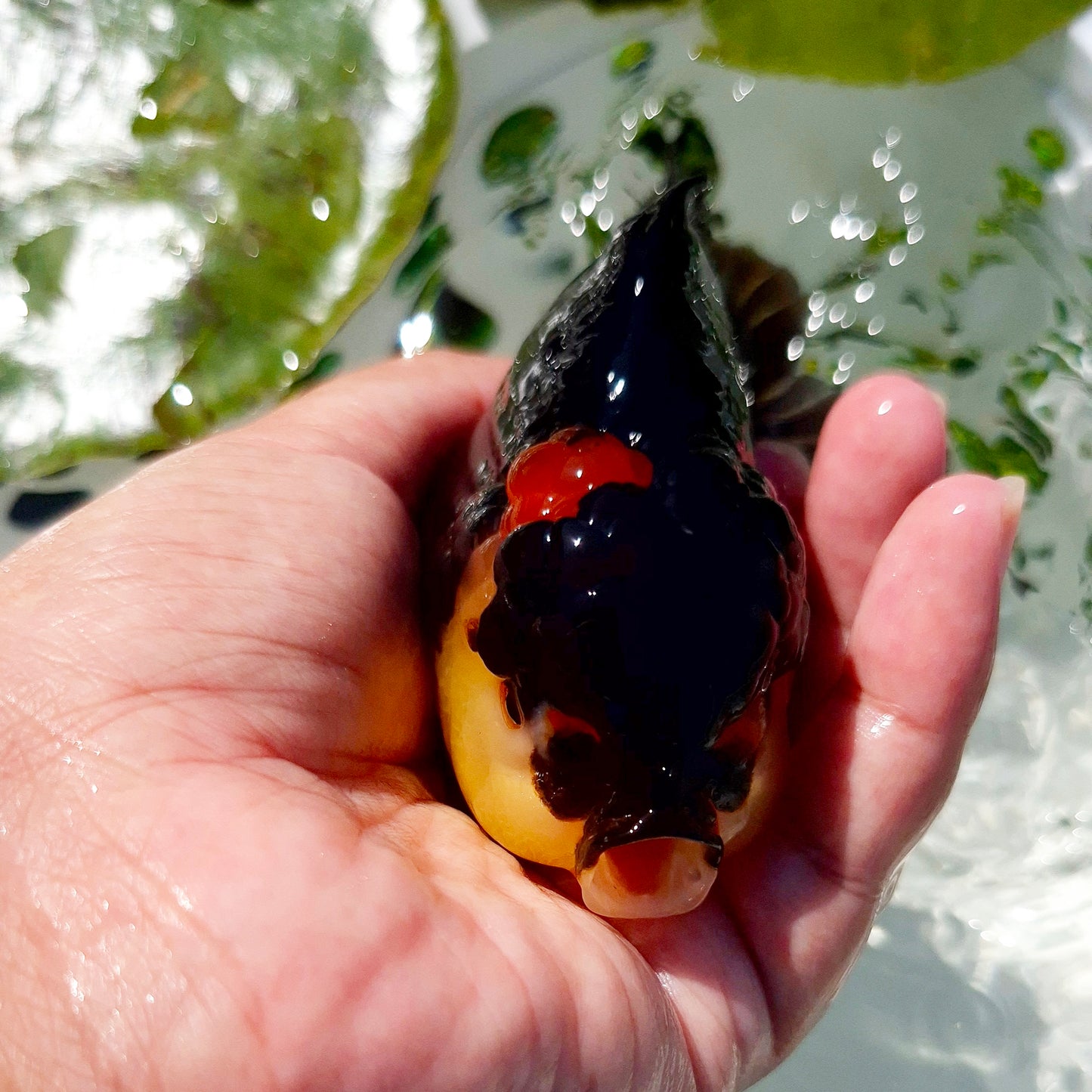 Live Fish Tricolor Godzilla Oranda