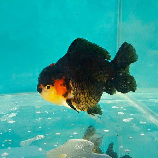 Live Fish Tricolor Godzilla Oranda 4 inch Male 8 months- Exact Fish