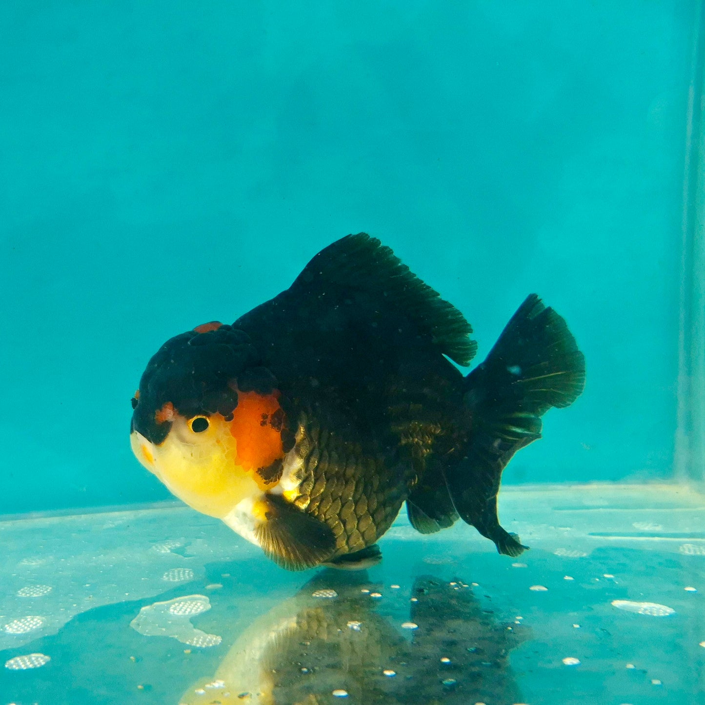 Live Fish Tricolor Godzilla Oranda