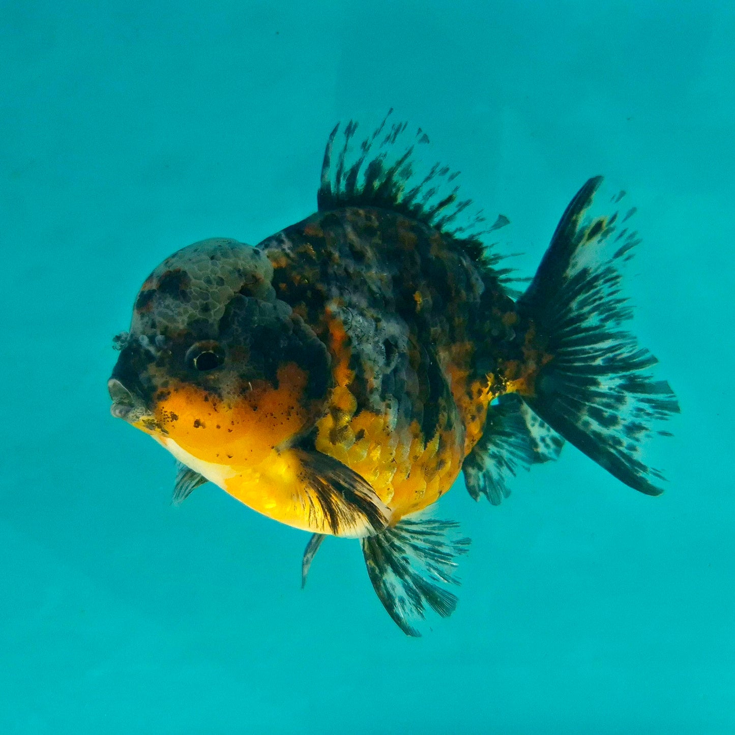 Live Fish Calico Godzilla Oranda