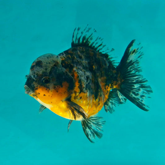 Live Fish Calico Godzilla Oranda