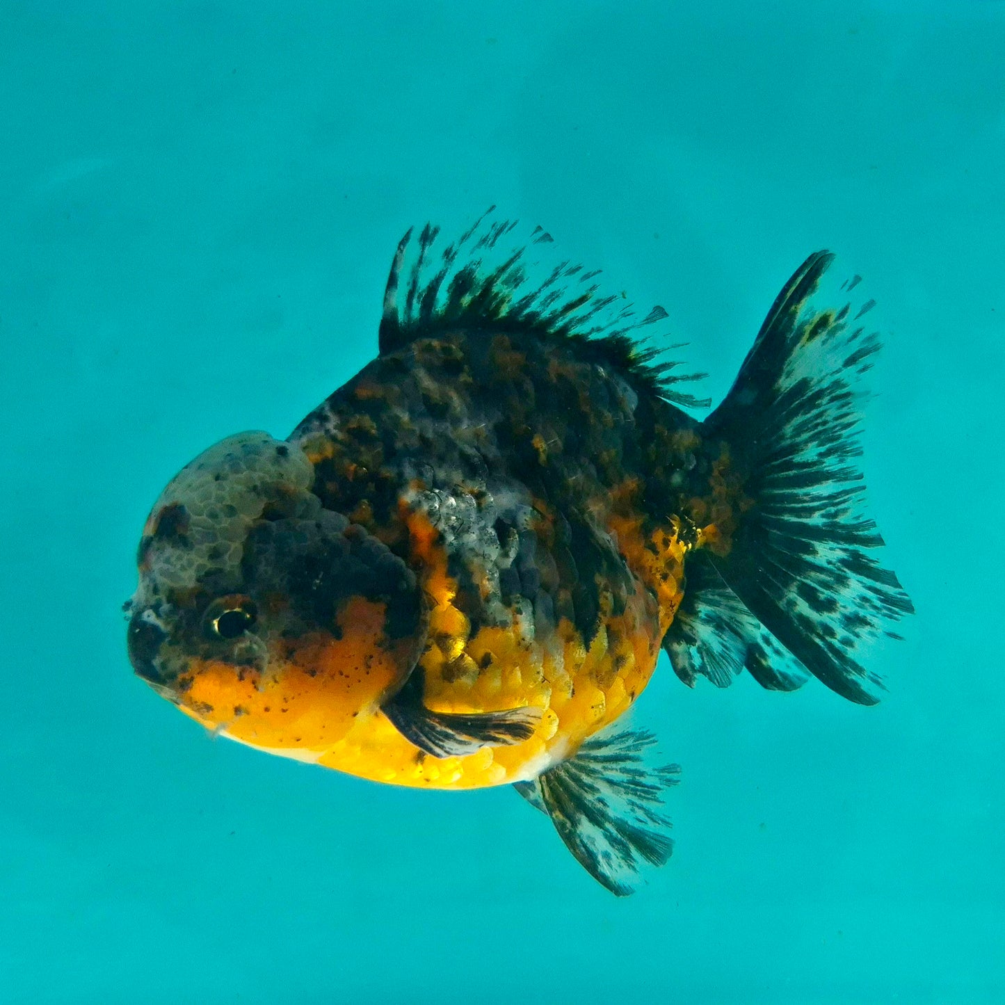 Live Fish Calico Godzilla Oranda