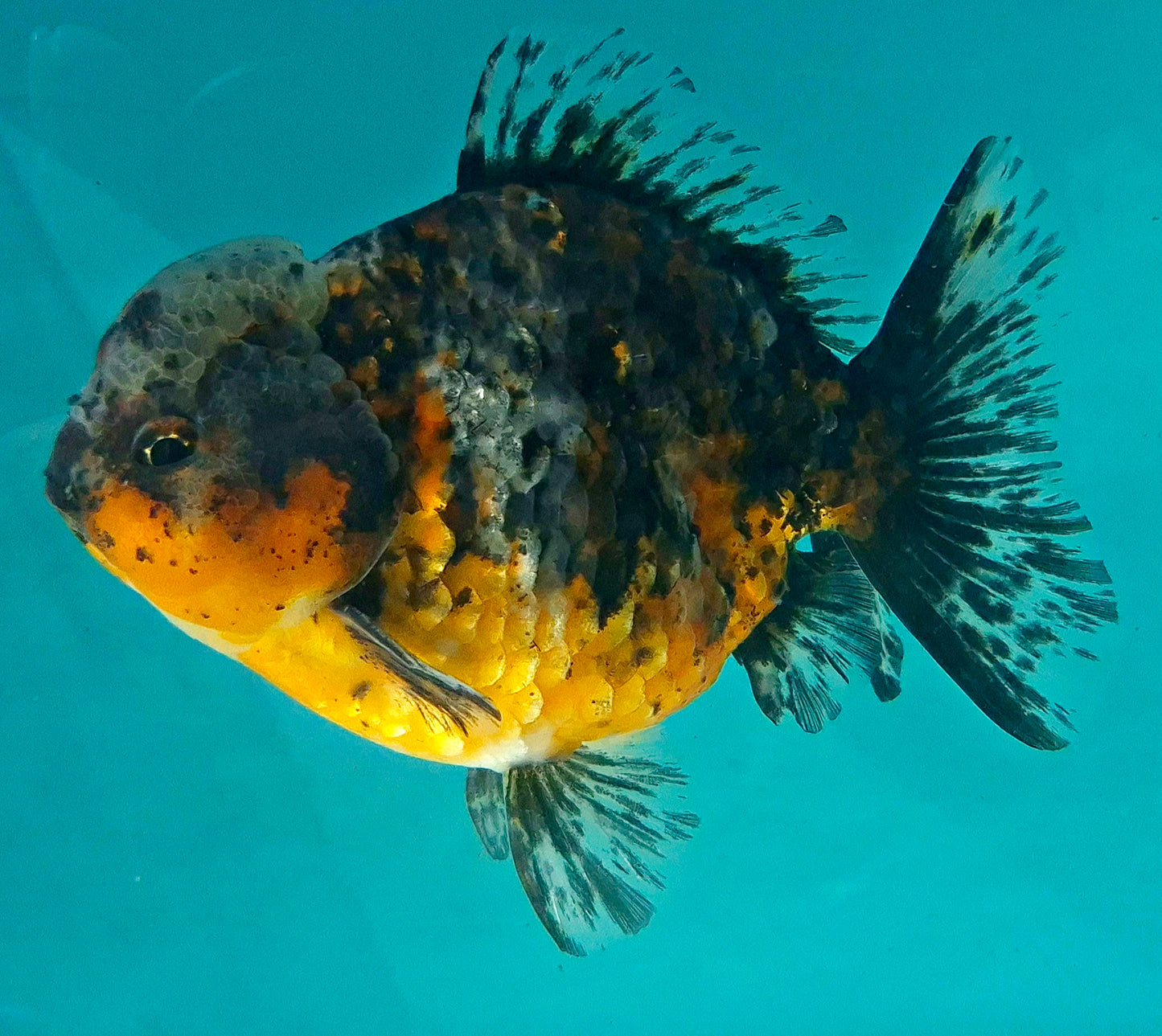 Live Fish Calico Godzilla Oranda