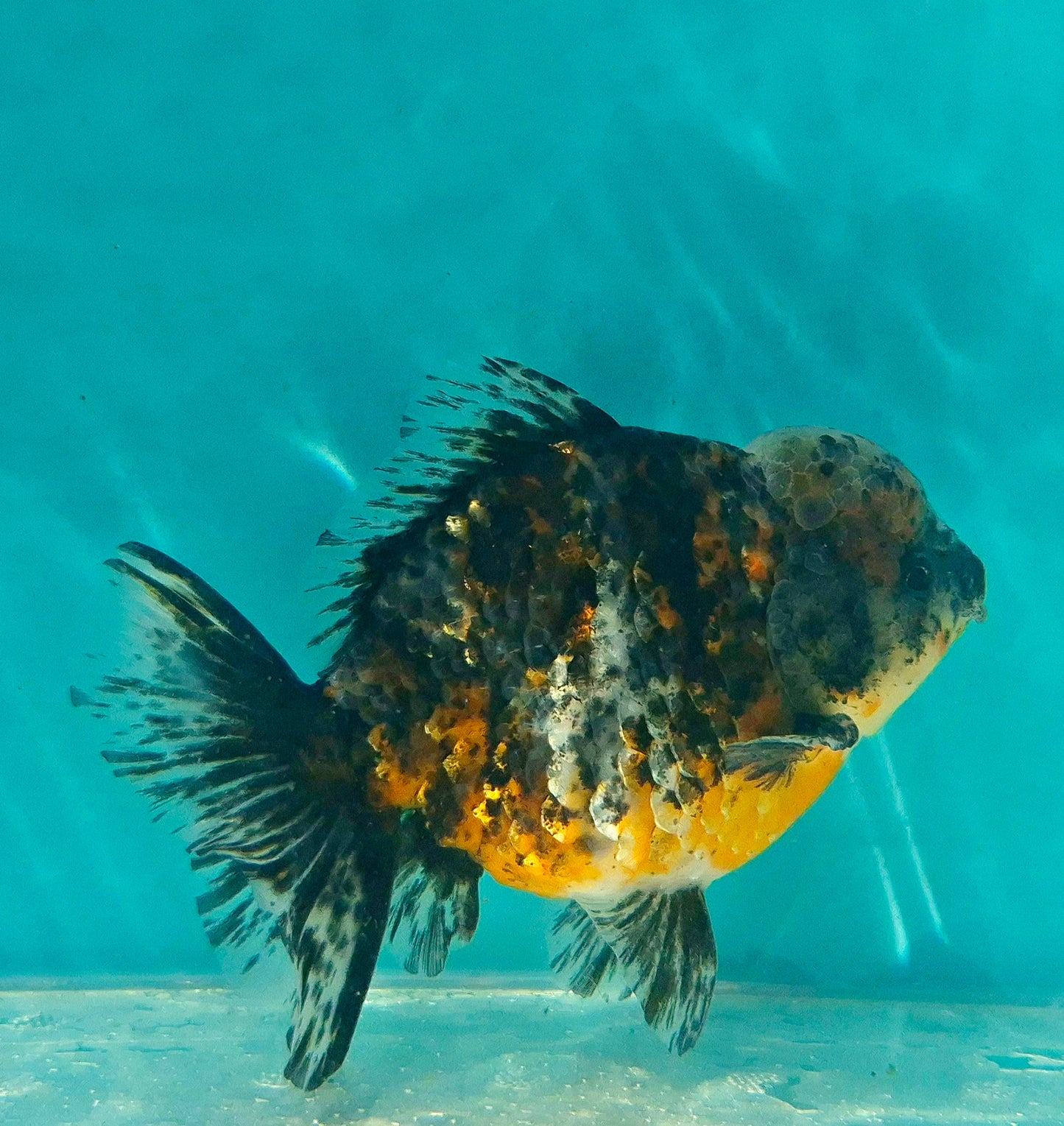 Live Fish Calico Godzilla Oranda