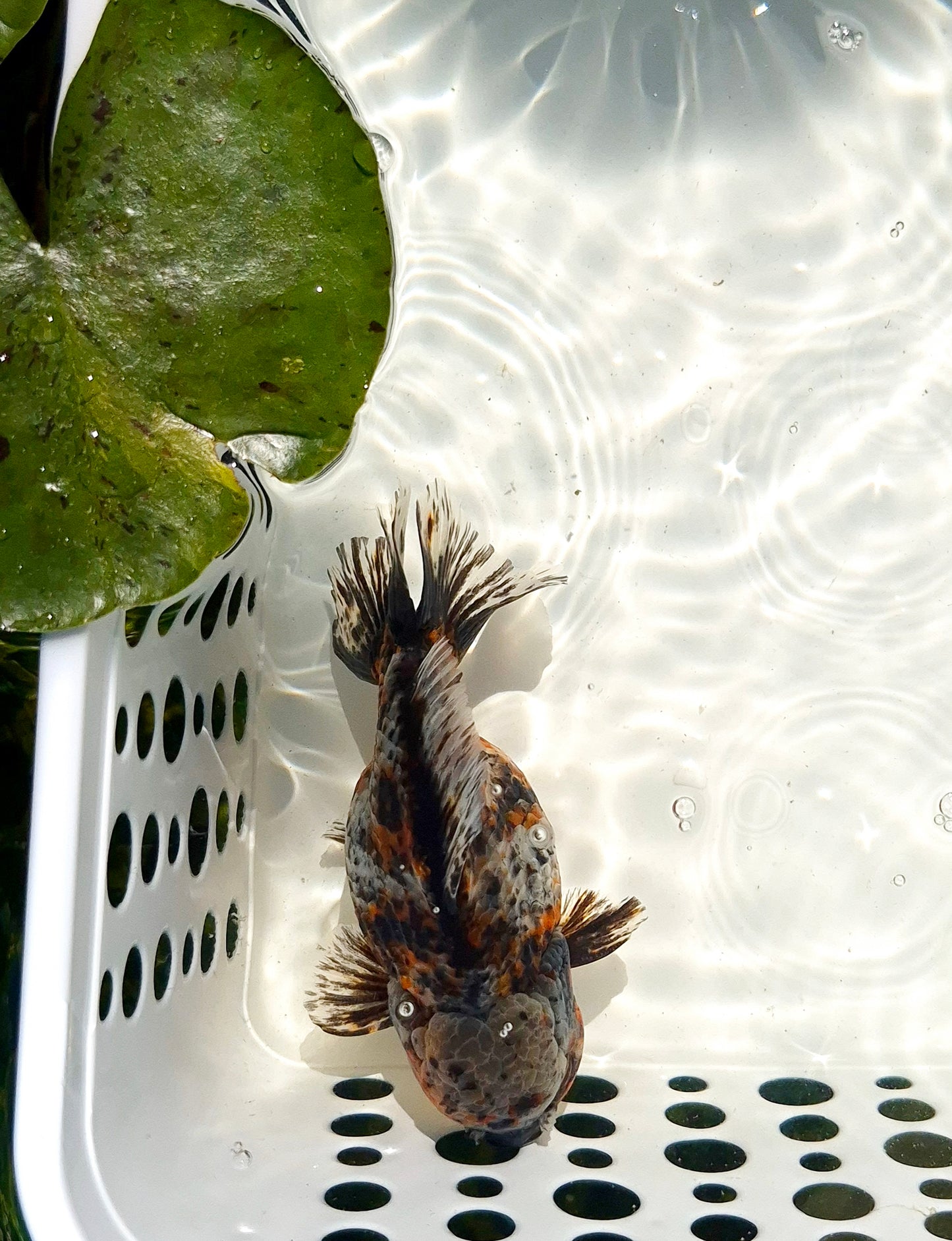 Live Fish Calico Godzilla Oranda