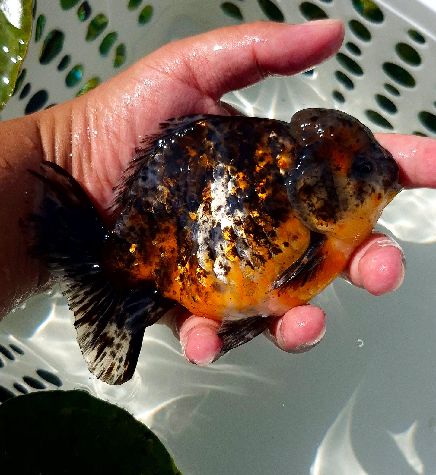 Live Fish Calico Godzilla Oranda