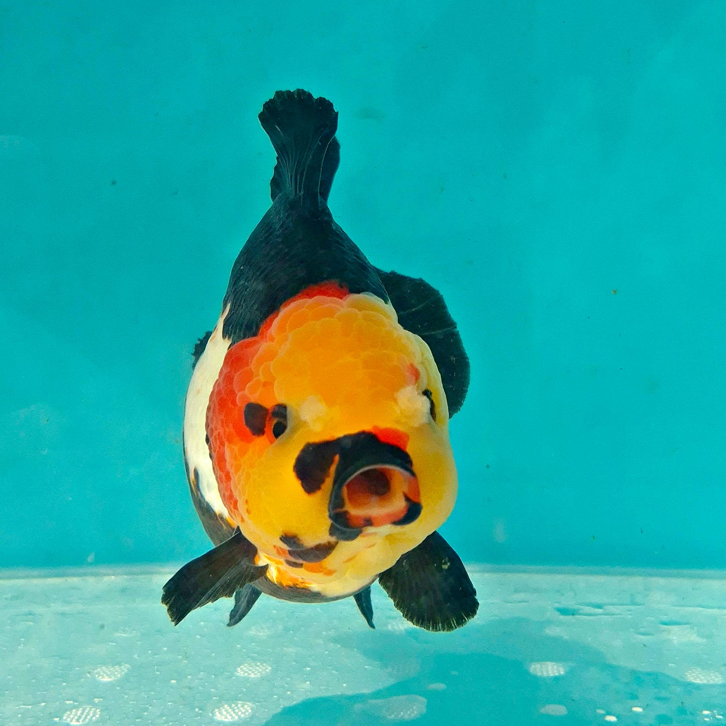 Live Fish Tricolor Godzilla Oranda