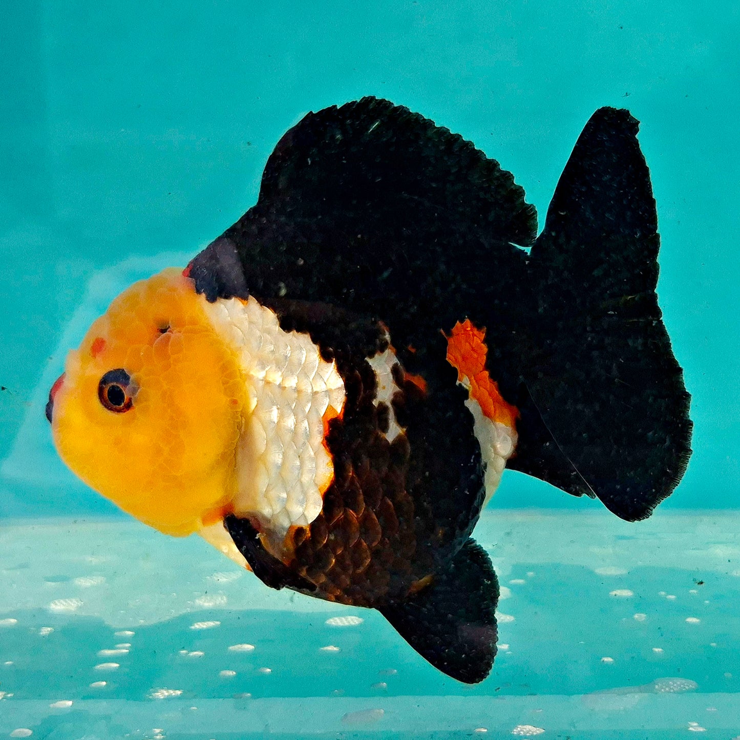 Live Fish Tricolor Godzilla Oranda