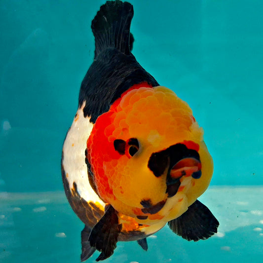 Live Fish Tricolor Godzilla Oranda