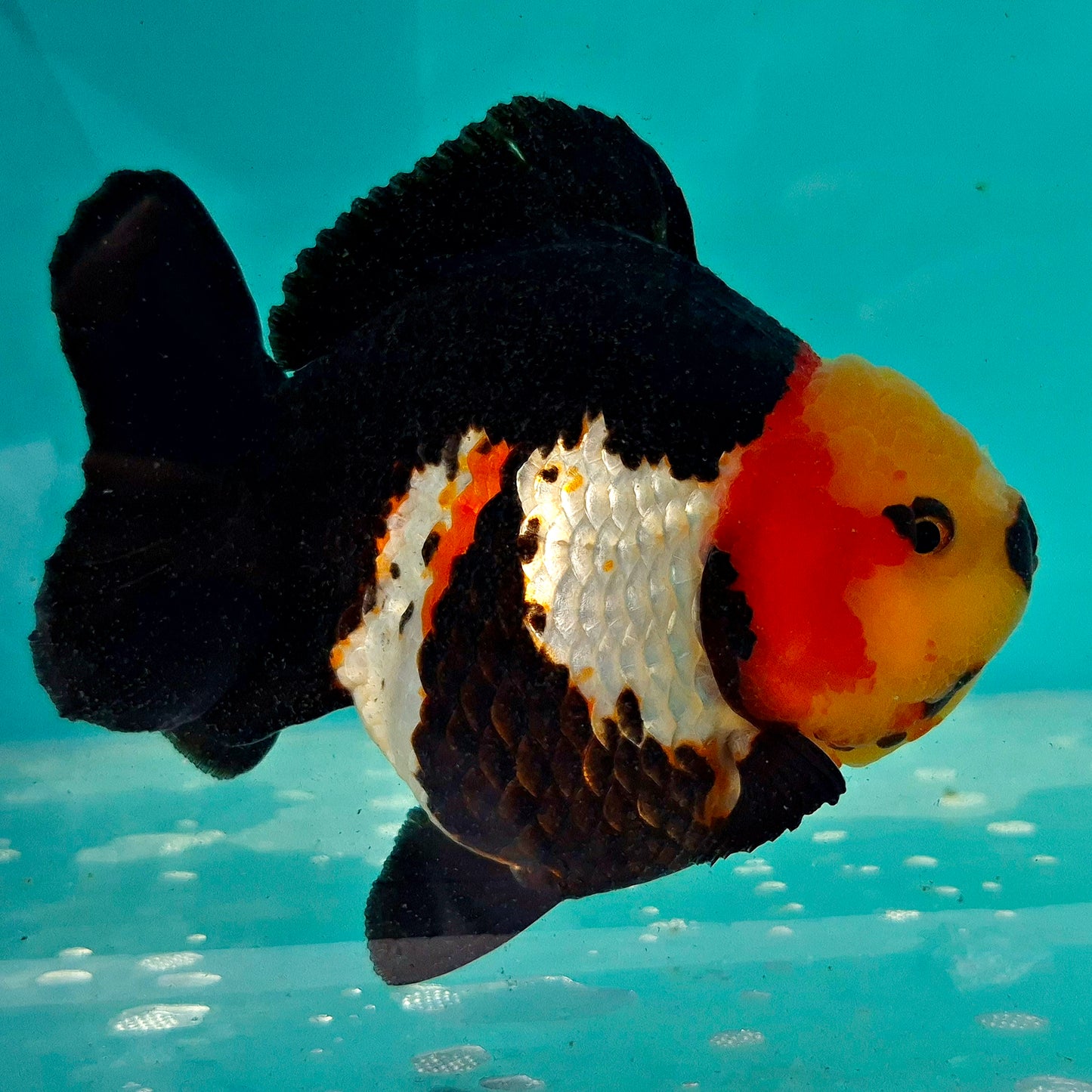 Live Fish Tricolor Godzilla Oranda