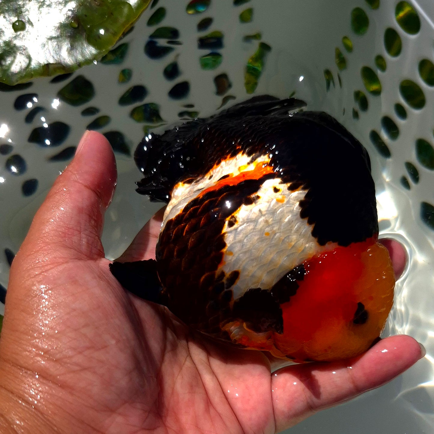 Live Fish Tricolor Godzilla Oranda