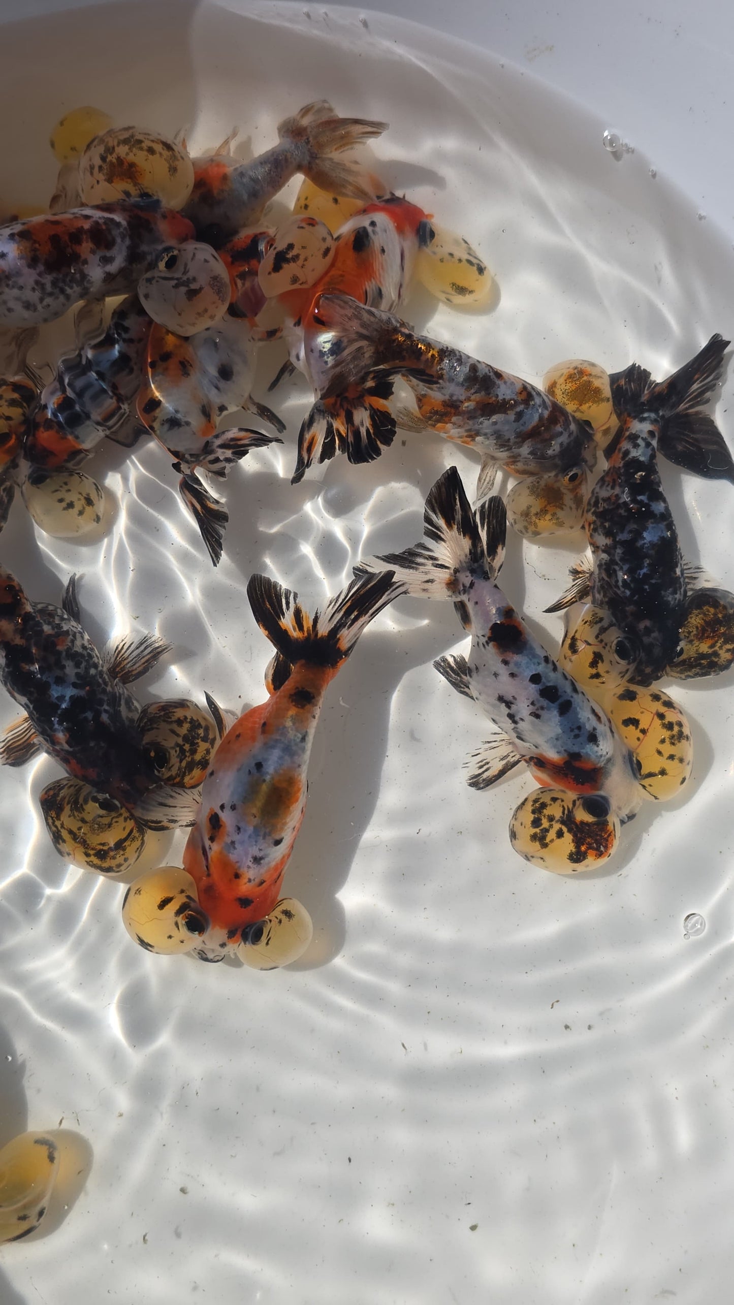 Calico/Tigers Bubble Eye Goldfish