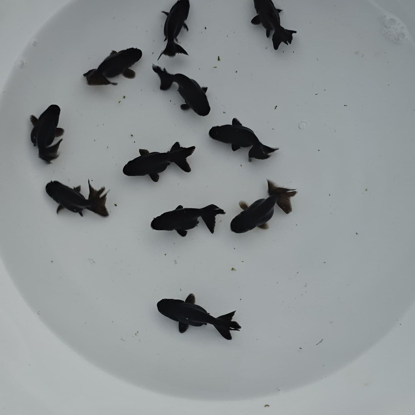 Black Oranda Juvenile