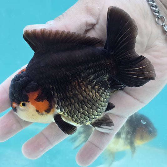Tricolor Thai Oranda 4"- Godzilla Shogun