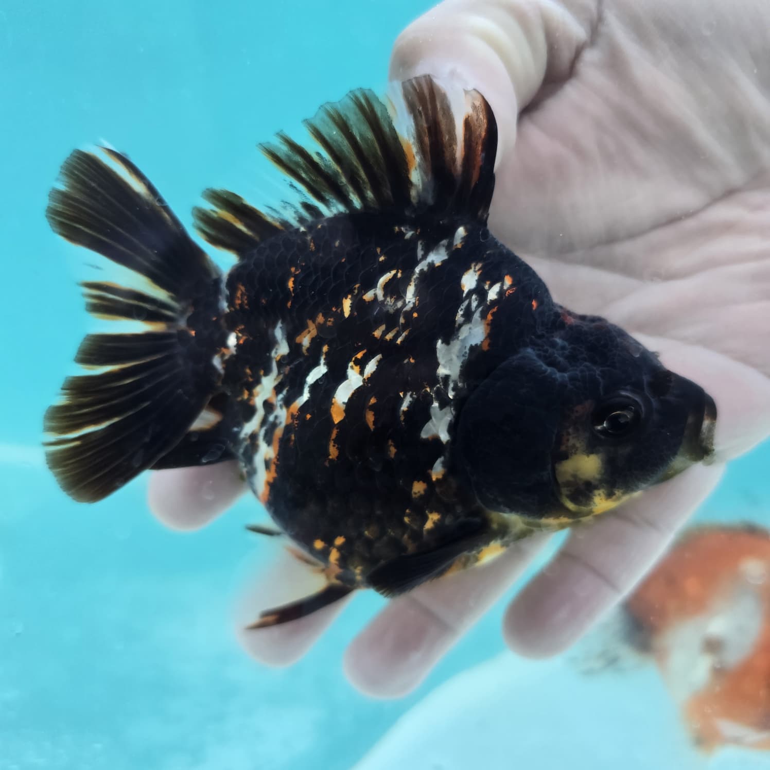 Ryukin Goldfish Exact Fish