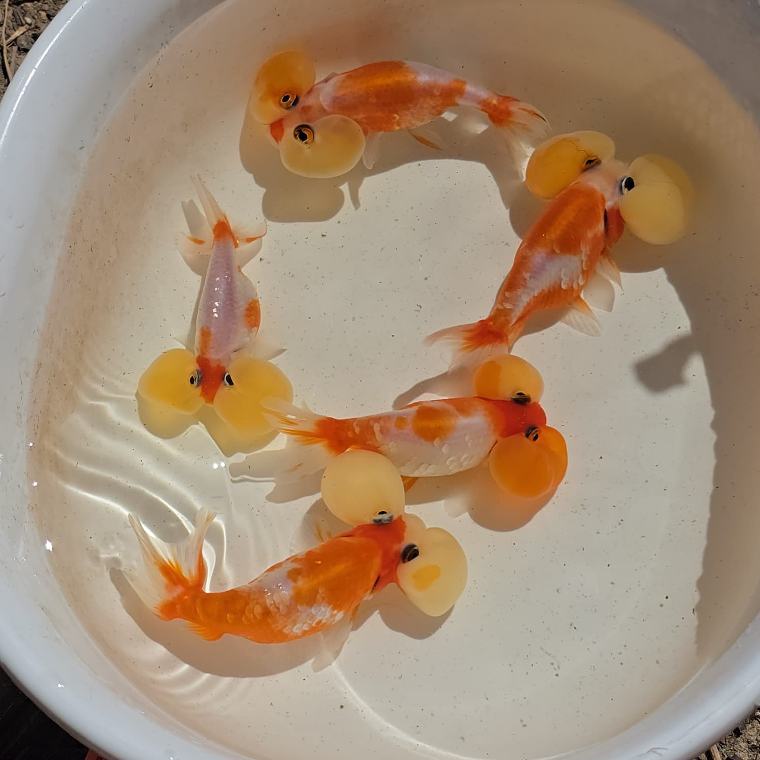 Bubble Eye Goldfish Exact Fish