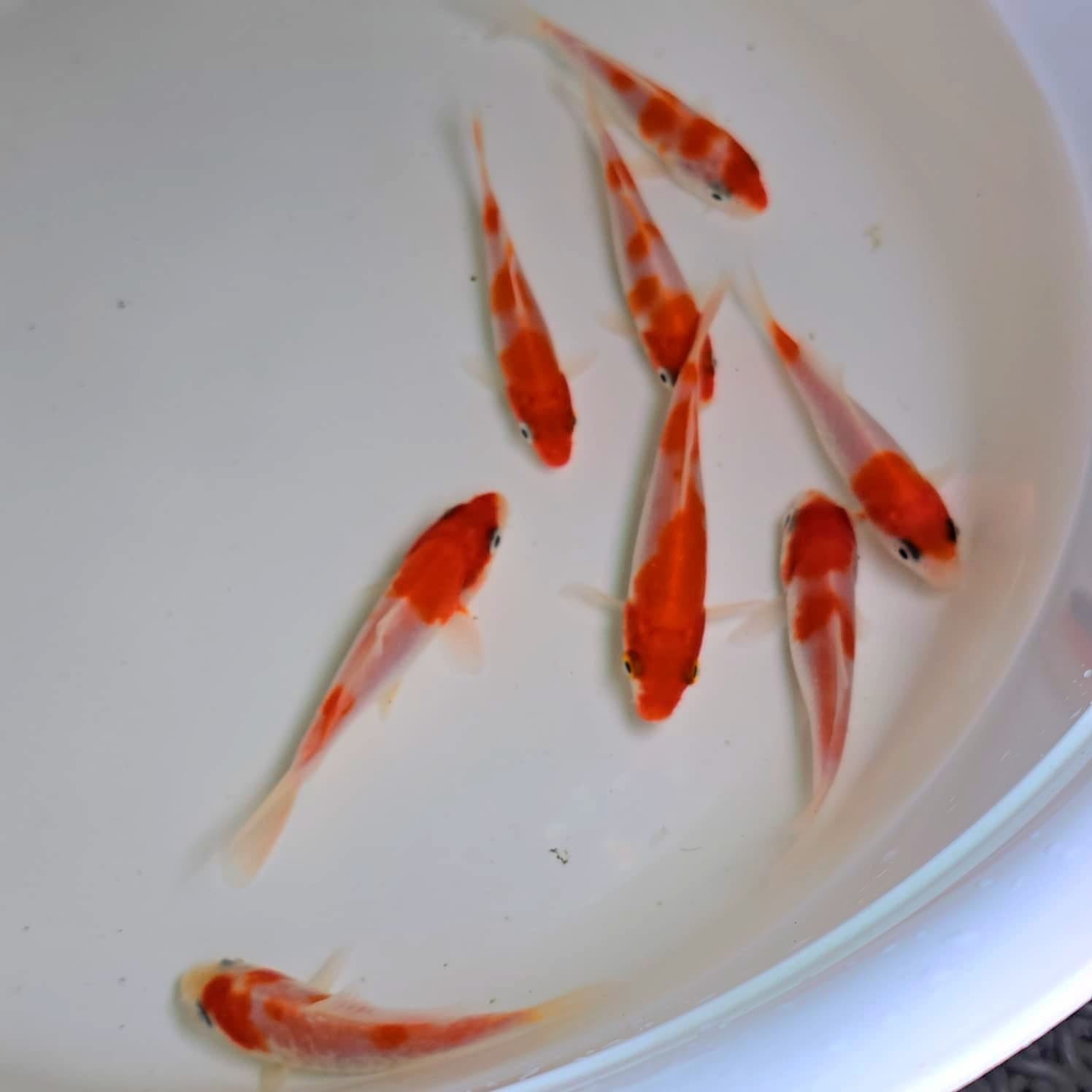 Koi Groups