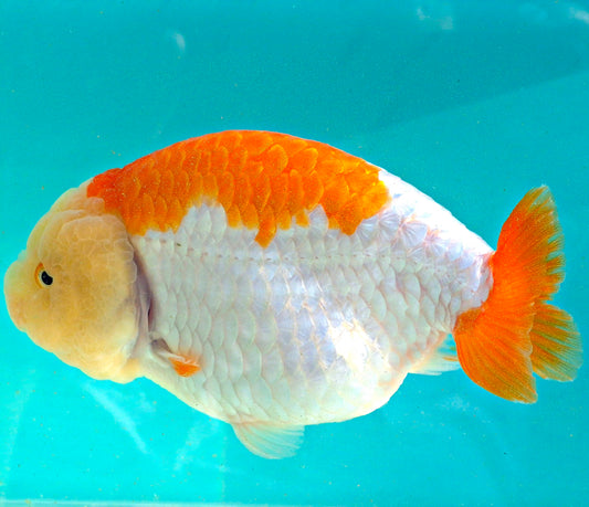 Live Fish Red/White Dragonscale Ranchu 4.5 inches