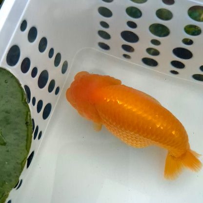 Live Fish Orange Dragonscale Ranchu 4.5 inches