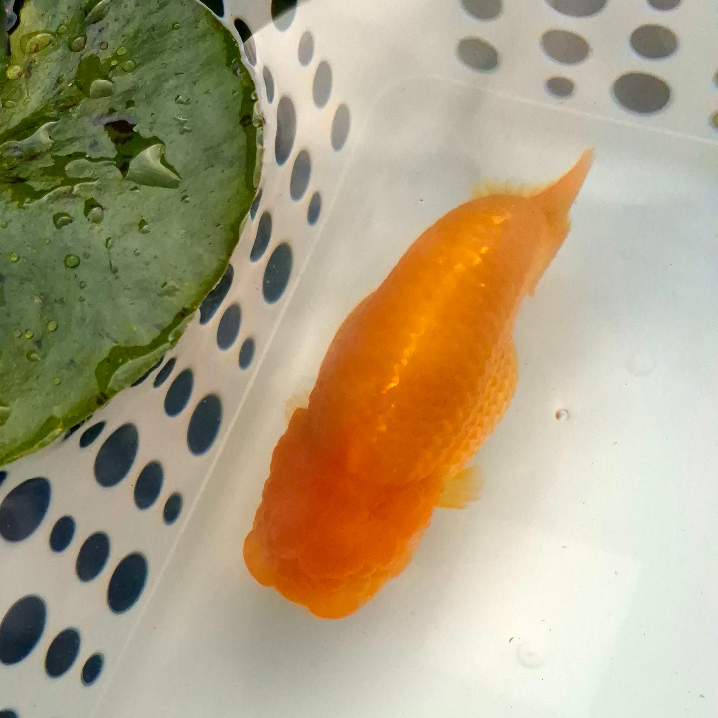 Live Fish Orange Dragonscale Ranchu 4.5 inches