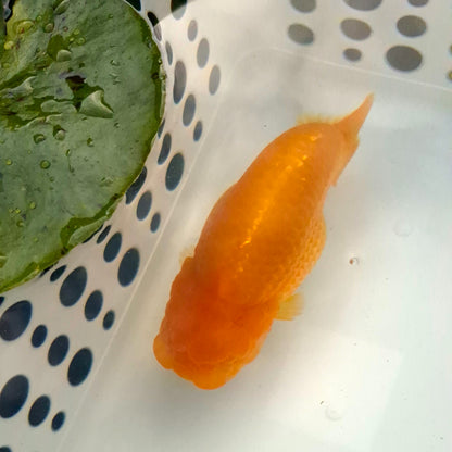 Live Fish Orange Dragonscale Ranchu 4.5 inches
