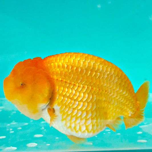 Live Fish Orange Dragonscale Ranchu 4.5 inches