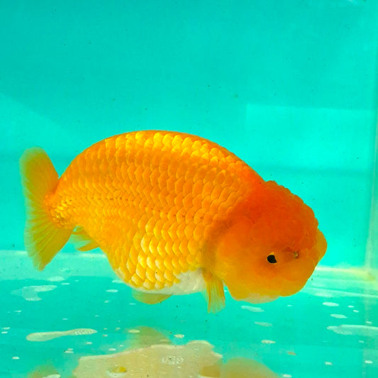 Live Fish Orange Dragonscale Ranchu 4.5 inches