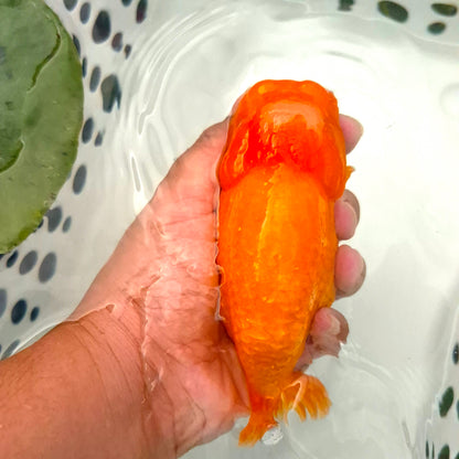 Live Fish Orange Dragonscale Ranchu 4.5 inches