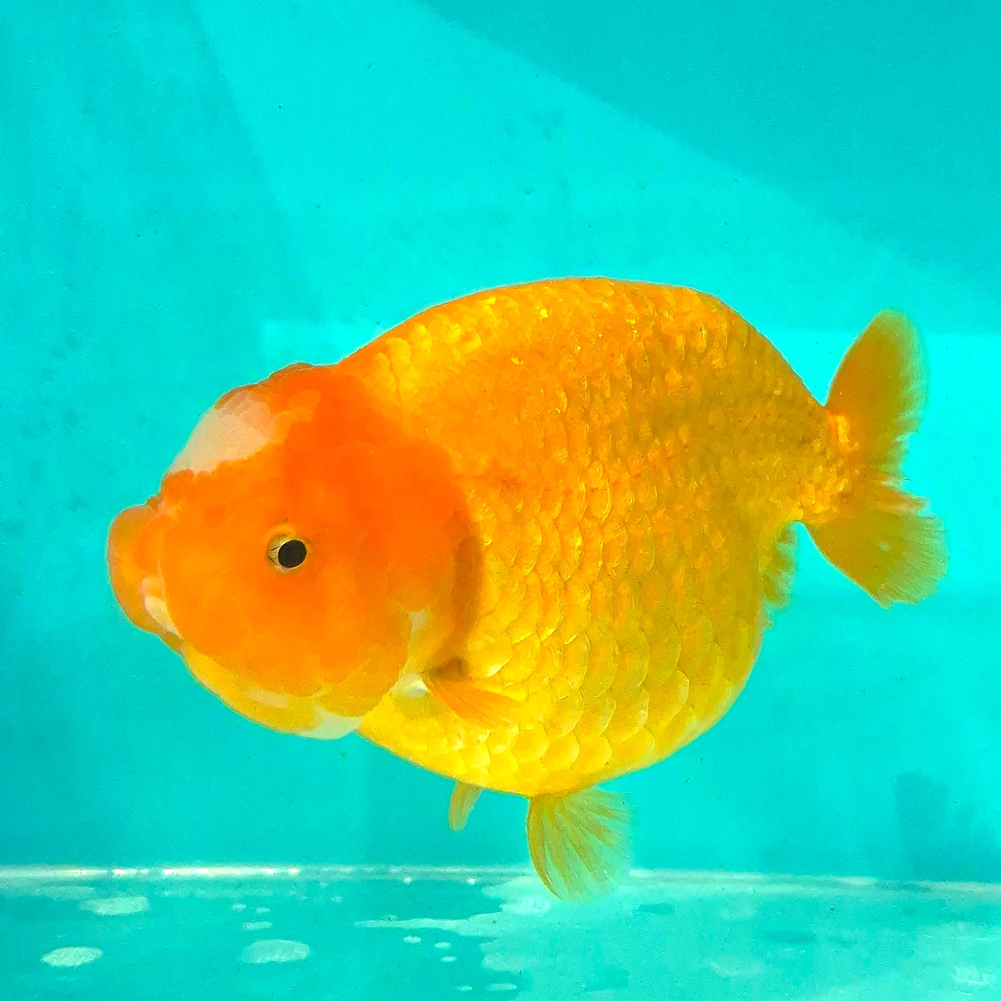 Live Fish Orange Dragonscale Ranchu 4.5 inches