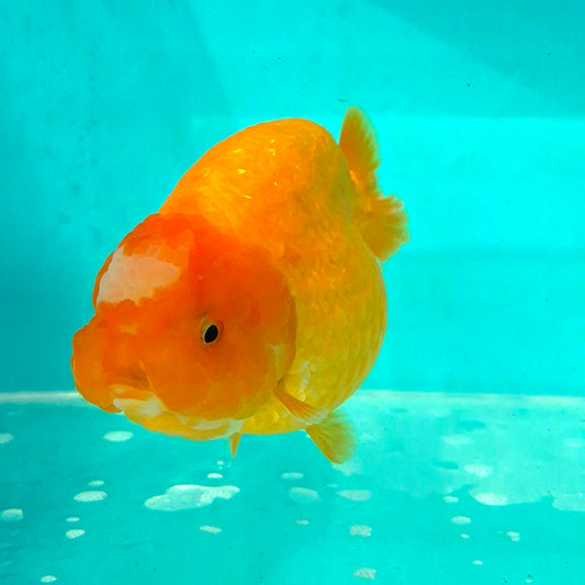 Live Fish Orange Dragonscale Ranchu 4.5 inches
