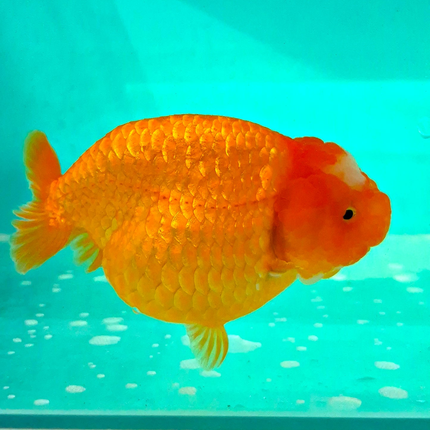 Live Fish Orange Dragonscale Ranchu 4.5 inches