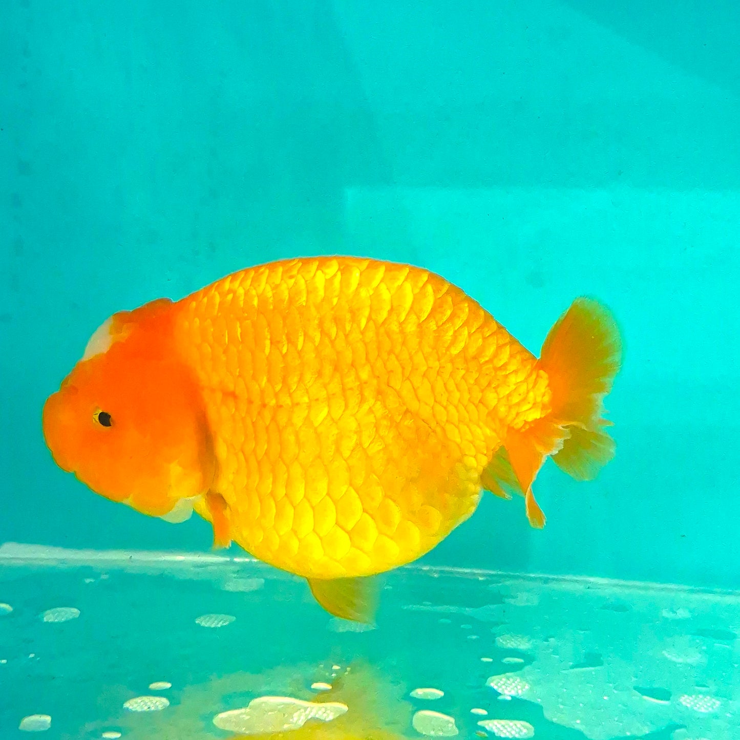 Live Fish Orange Dragonscale Ranchu 4.5 inches