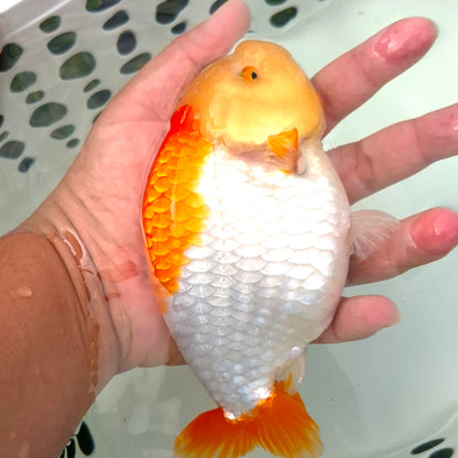 Live Fish Red/White Dragonscale Ranchu 4.5 inches