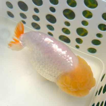 Live FishLemonhead Dragonscale Ranchu 4.5 inches