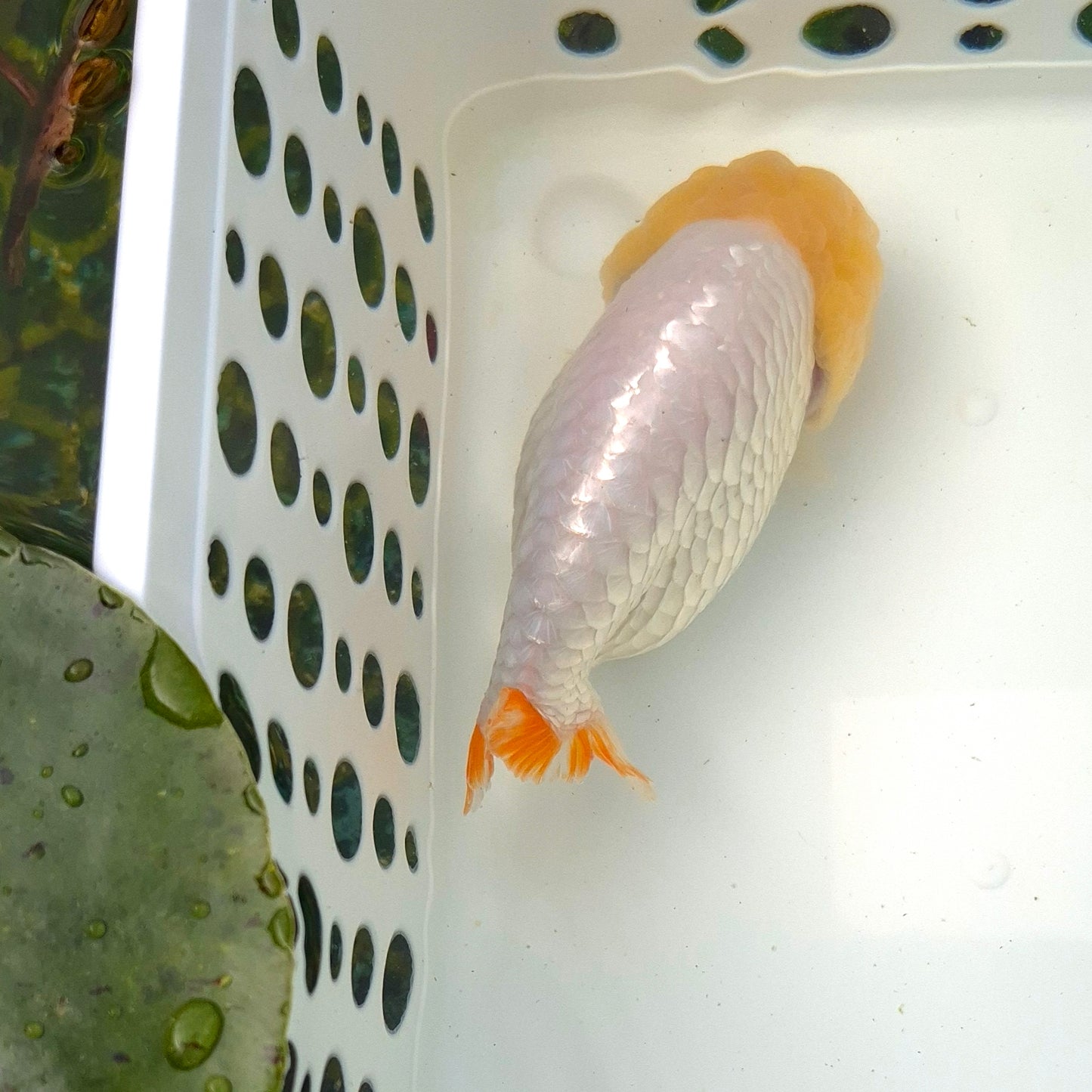 Live FishLemonhead Dragonscale Ranchu 4.5 inches