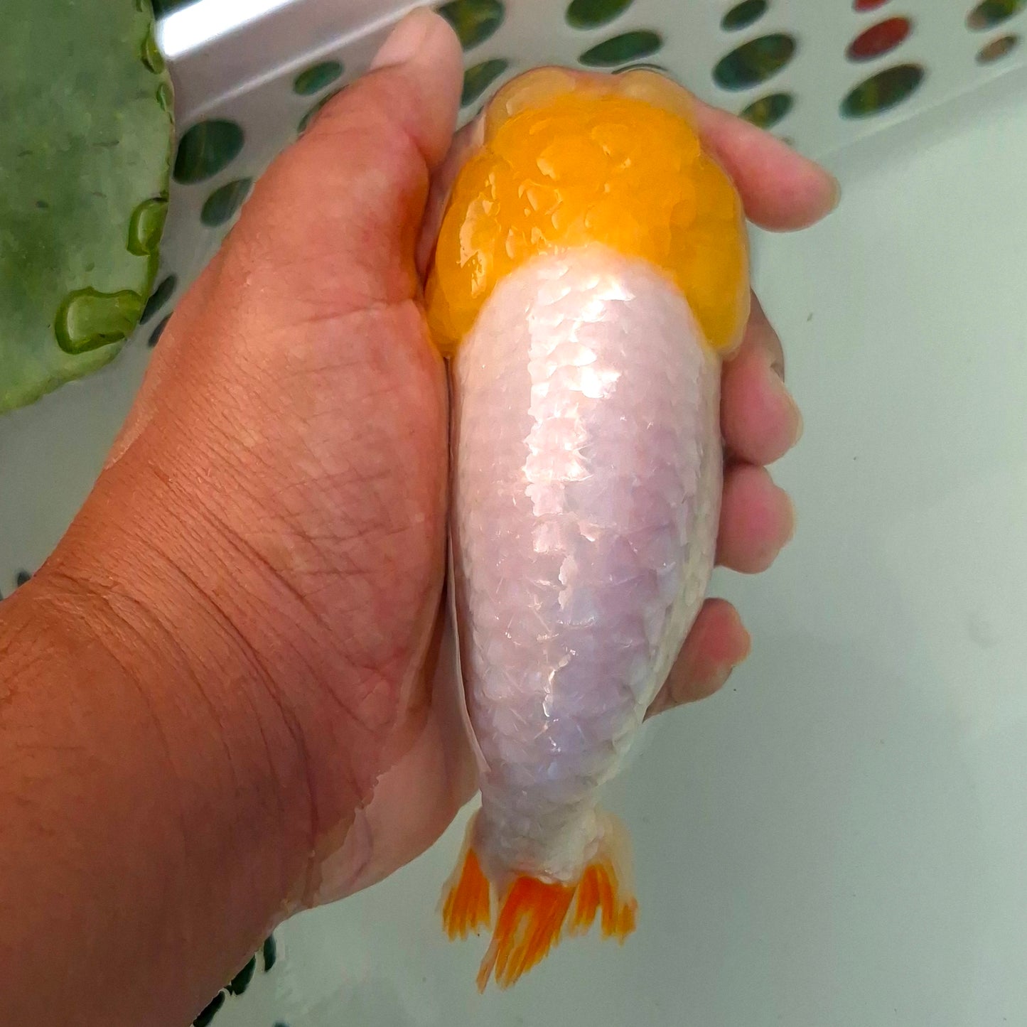 Live FishLemonhead Dragonscale Ranchu 4.5 inches