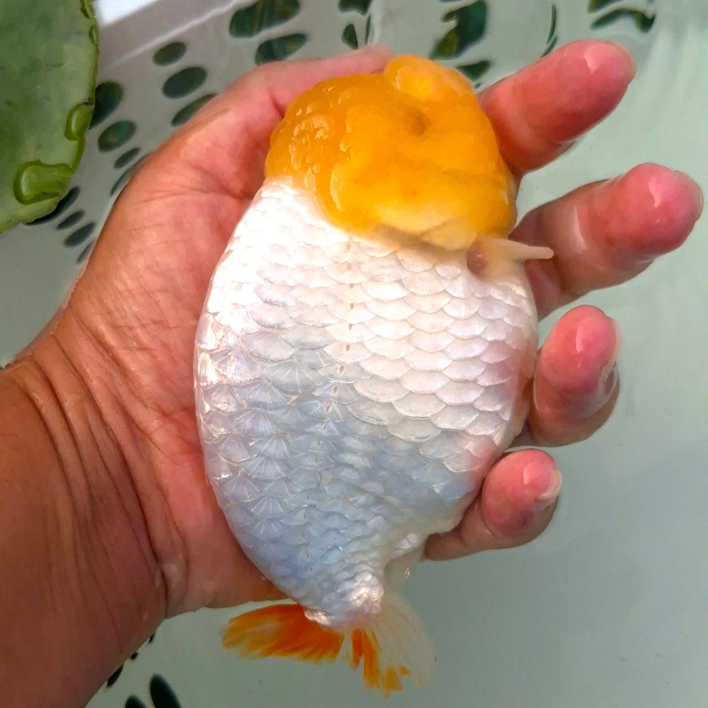 Live FishLemonhead Dragonscale Ranchu 4.5 inches