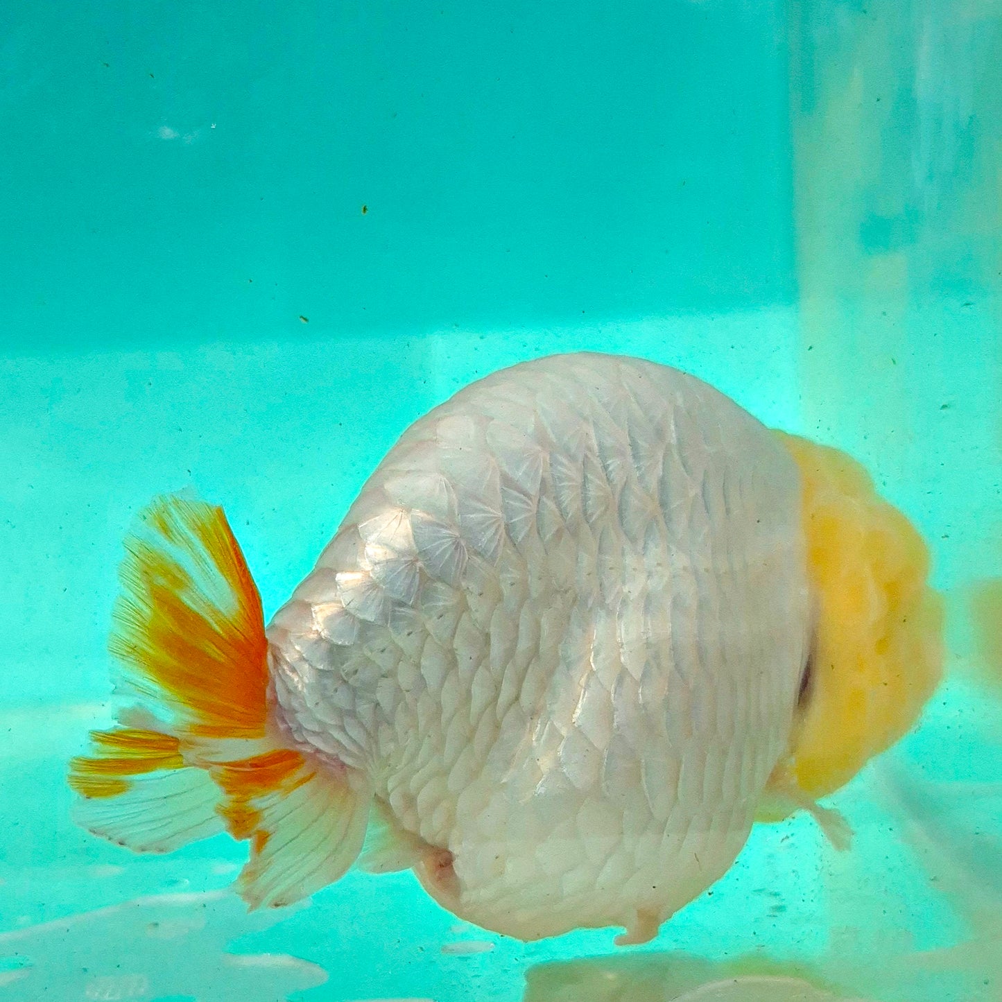 Live FishLemonhead Dragonscale Ranchu 4.5 inches
