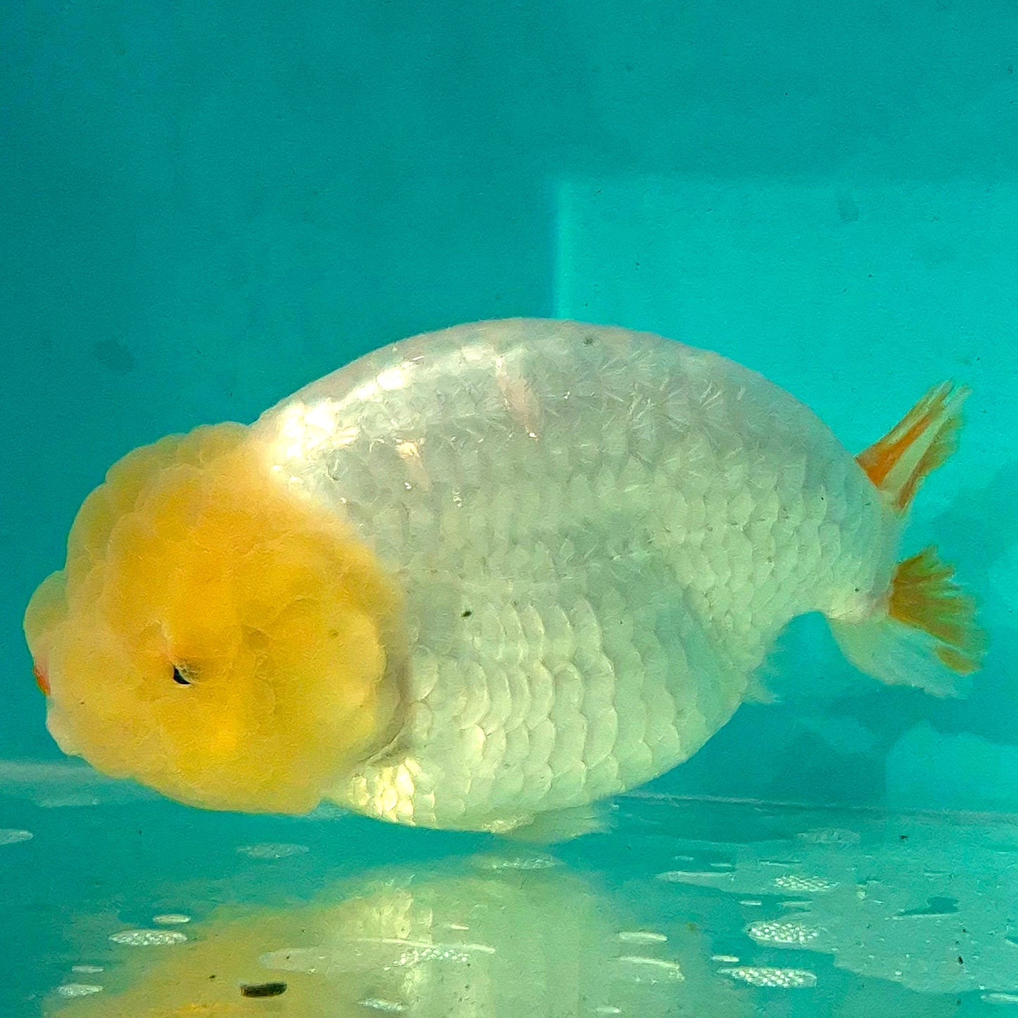 Live FishLemonhead Dragonscale Ranchu 4.5 inches