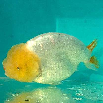 Live FishLemonhead Dragonscale Ranchu 4.5 inches