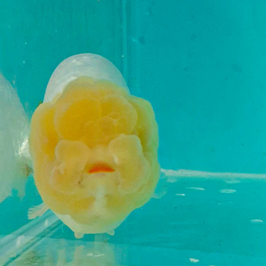 Live FishLemonhead Dragonscale Ranchu 4.5 inches