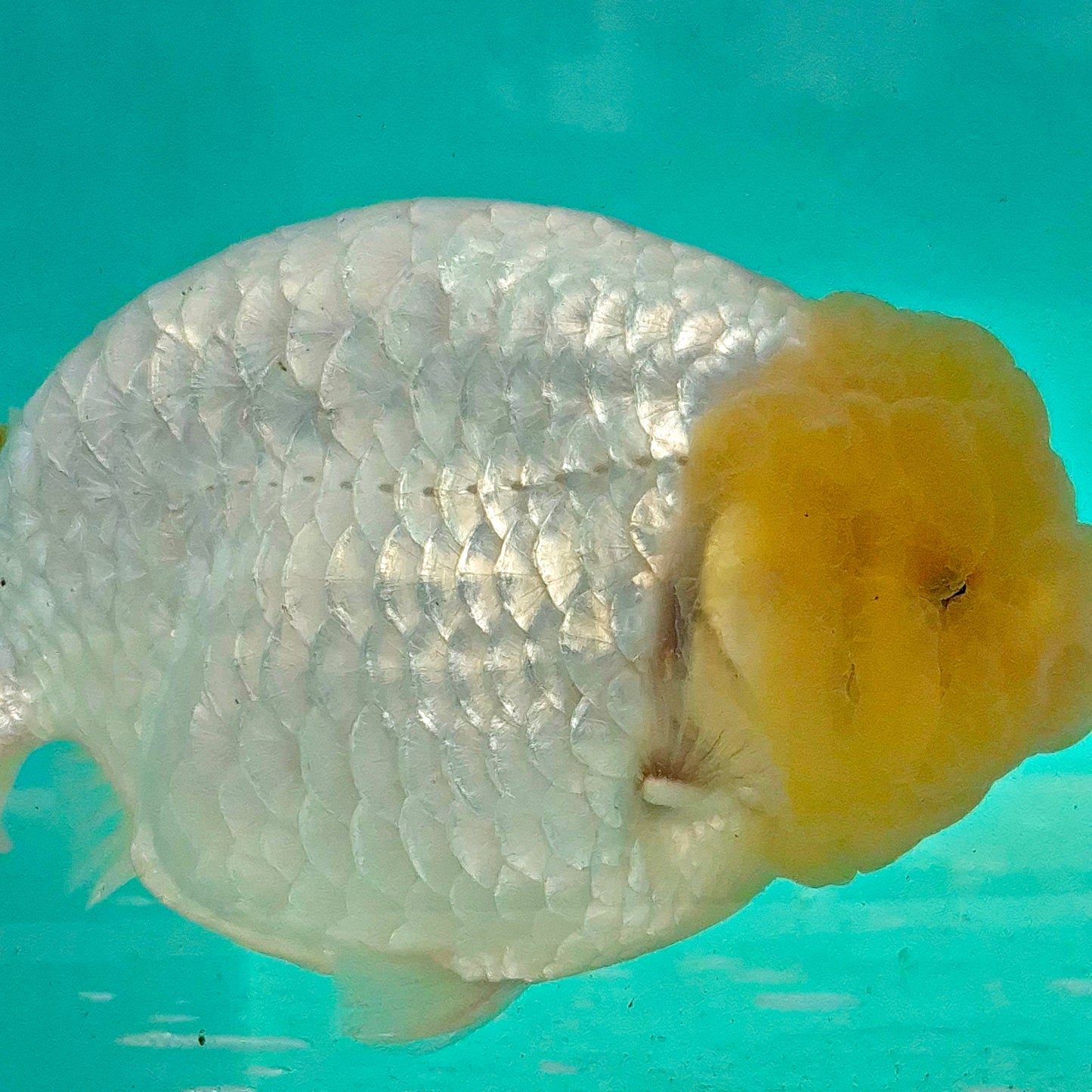 Live FishLemonhead Dragonscale Ranchu 4.5 inches