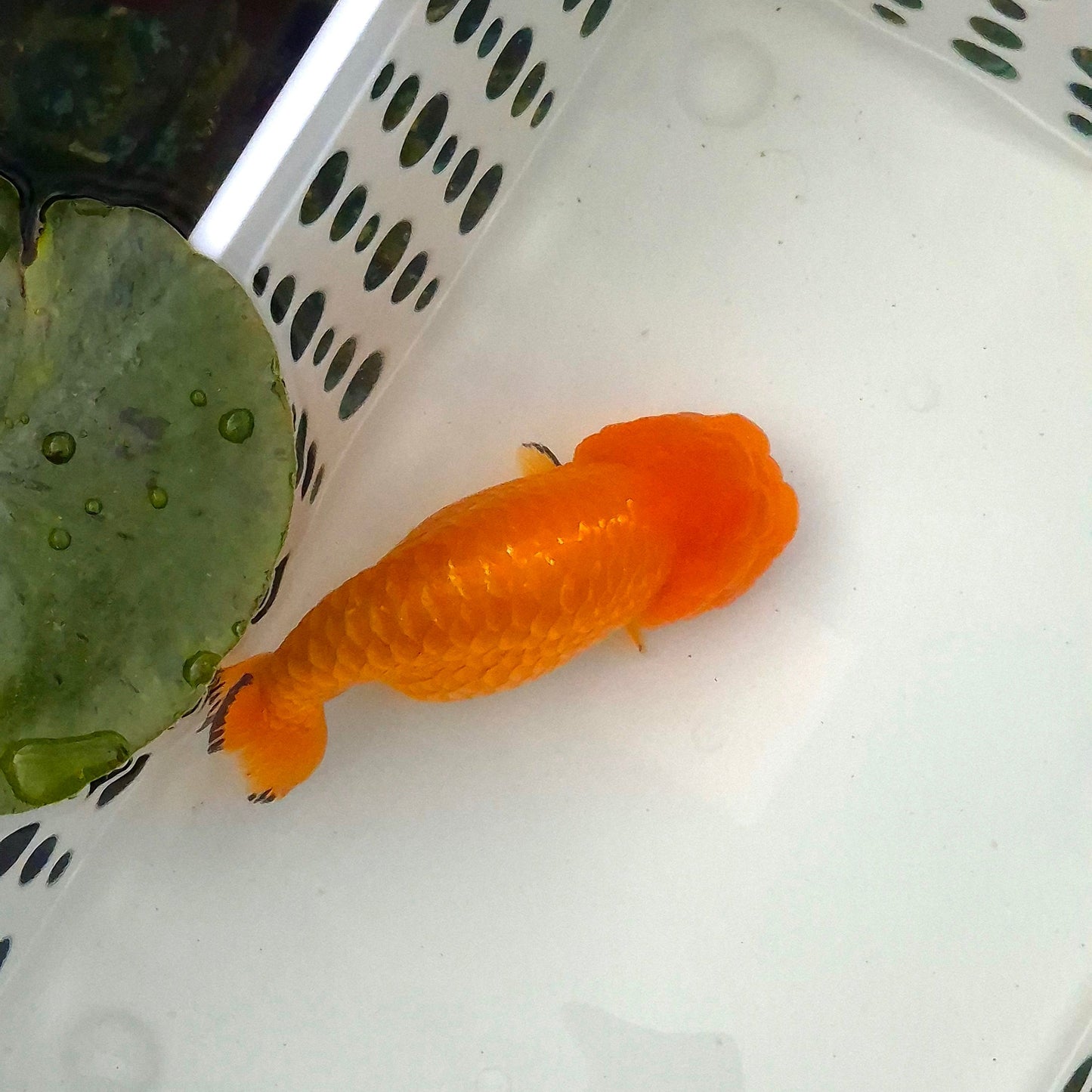 Live Fish Orange Dragonscale Ranchu 4.5 inches